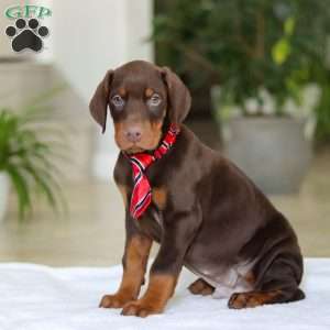 Champ, Doberman Pinscher Puppy
